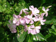 Saponaria officinalisZeepkruid bestellen